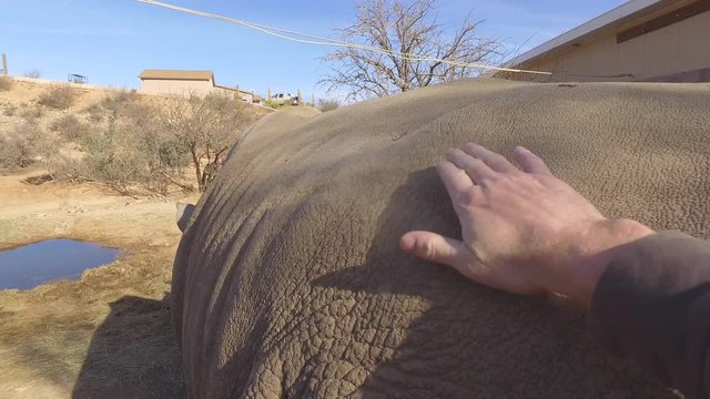 petting a rhinoceros pov 4k