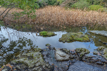 晩秋の蓮池