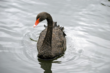 Fototapeta premium Very beautiful bird - a black swan. he seems to be posing for us. photo taken at the zoo. Russia. Krasnoyarsk
