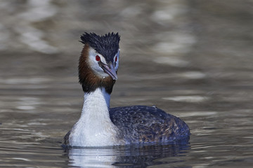 Great crested grebe (Podiceps cristatus)