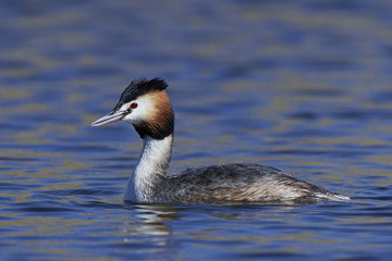 Great crested grebe (Podiceps cristatus)