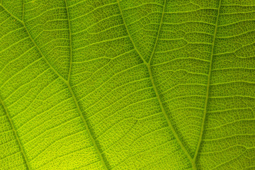 Fototapeta na wymiar Green leaf detail