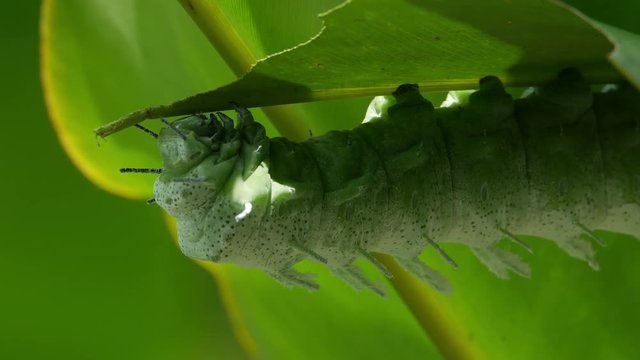 Closeup of hornworm eating bell pepper plant