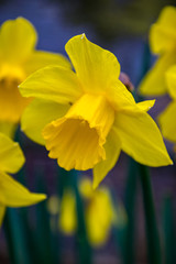 Yellow narcissus (Narcissus poeticus)