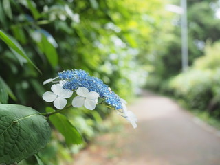 紫陽花の花が咲く道