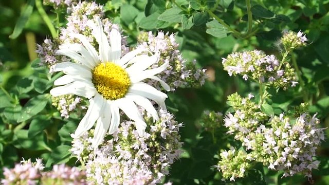 A Great Black Wasp gathers pollen from a daisy on a sunny day
