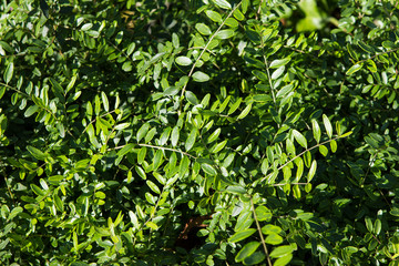 Green leaves of Lonicera pileata.