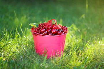 Berry season.bright pink bucket with berries of strawberries, blueberries, cherries, red currants on the green grass. Harvest of berries.Organic Bio Berries
