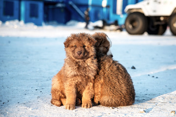 Puppies are basking in the sun and huddling together in the snow.