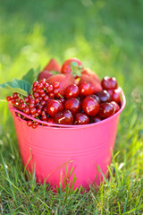 Berry season.  pink bucket with berries of strawberries, blueberries, cherries, red currants on the green grass. Harvest of berries.Organic Bio Berries