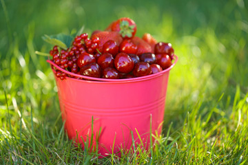 Berry season.bright pink bucket with berries of strawberries, blueberries, cherries, red currants on the green grass. Harvest of berries.Organic Bio Berries