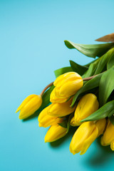 Yellow tulips on blue background