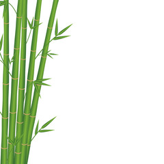 bamboo japan style on a white background