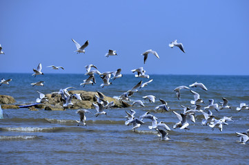 Seagulls fly in free