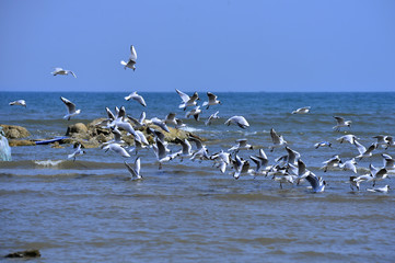 Seagulls fly in free