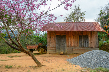 Rural house with cherry tree