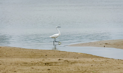 White heron on the bank of the Danube River 