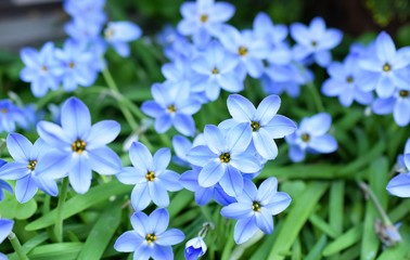 満開のハナニラの花、春の風景