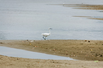 White heron on the bank of the Danube River 