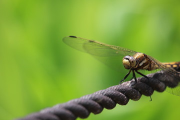 赤とんぼの休息