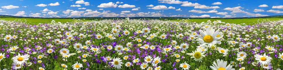 Wall murals Daisies spring landscape panorama with flowering flowers on meadow