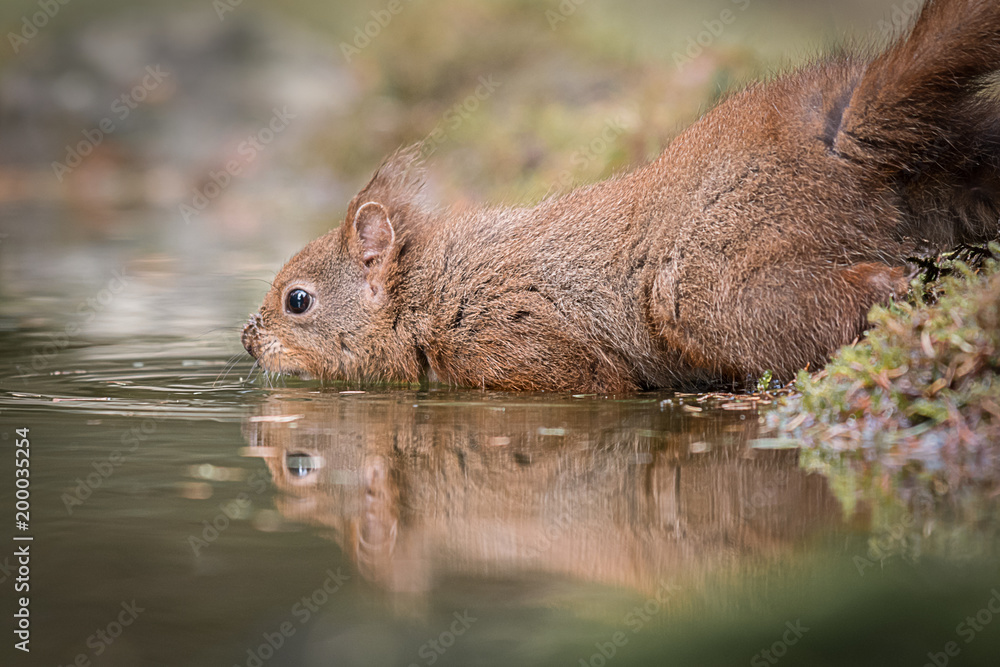 Poster Close up low level of a red squirrel cautiously entering a pond with a reflection in the water a pond