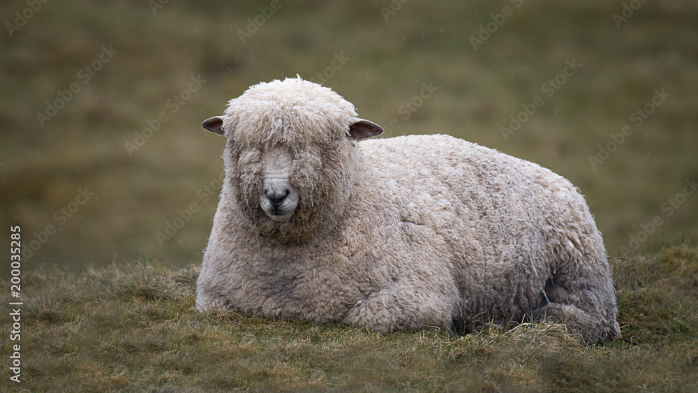 Poster A close up of a wet wooly sheep lying down on the grass in the rail. Raindrops can be seen in the photo