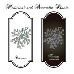 Oakmoss Evernia prunastri , medicinal plant