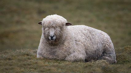 Obraz premium A close up of a wet wooly sheep lying down on the grass in the rail. Raindrops can be seen in the photo