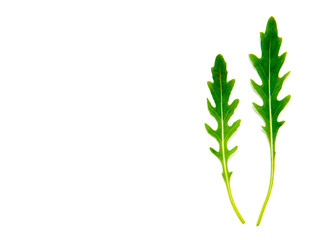 Green arugula leaf isolated on white