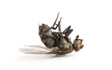 dead fly isolated on a white background