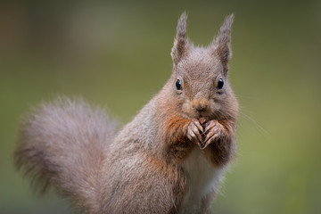 A close up portrait of a red squirrel sitting looking directly forward with paws to mouth eating and showing ear tufts of fur