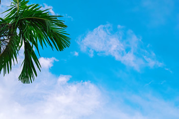 Crown of the palm trees against the bright blue tropical sky with clouds.