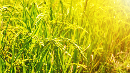 Rice field in Chiang Rai,North of Thailand.