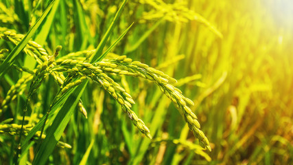 Fototapeta na wymiar Rice field in Chiang Rai,North of Thailand.