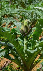 Artichoke plant growing in garden