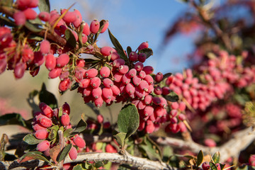 Obraz premium Barberry in Furg, Khorasan, Iran