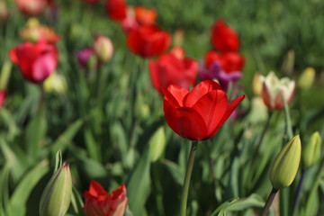 Tulpen Tulpenbeet in der Blüte