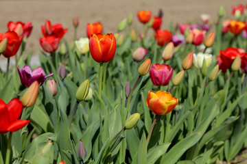 Tulpen Tulpenbeet in der Blüte