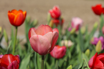 Tulpen Tulpenbeet in der Blüte