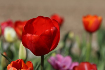 Tulpen Tulpenbeet in der Blüte