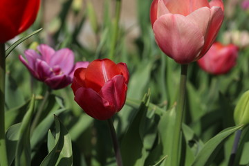 Tulpen Tulpenbeet in der Bl&uuml;te