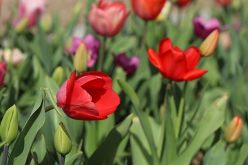 Tulpen Tulpenbeet in der Bl&uuml;te