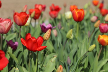 Tulpen Tulpenbeet in der Blüte