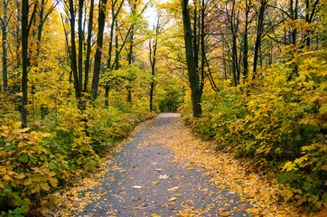 Pathway through the autumn forest