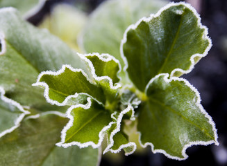 vicia faba broad bean