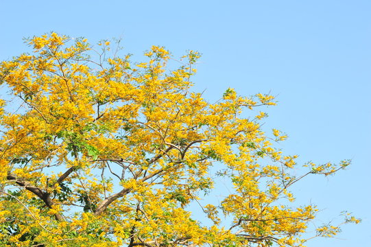 Burma Padauk in selective focus point