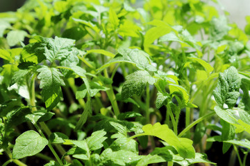 Spring seedlings. Green organic floral background. Young grown in a greenhouse tomato leaves covered with droplets of dew.