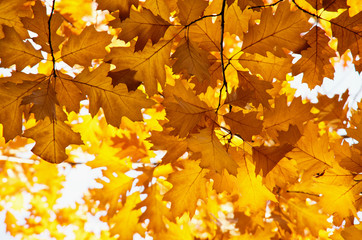 Fototapeta na wymiar Bright autumn leaves in the natural environment.