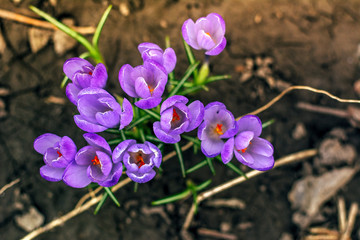 purple crocuses